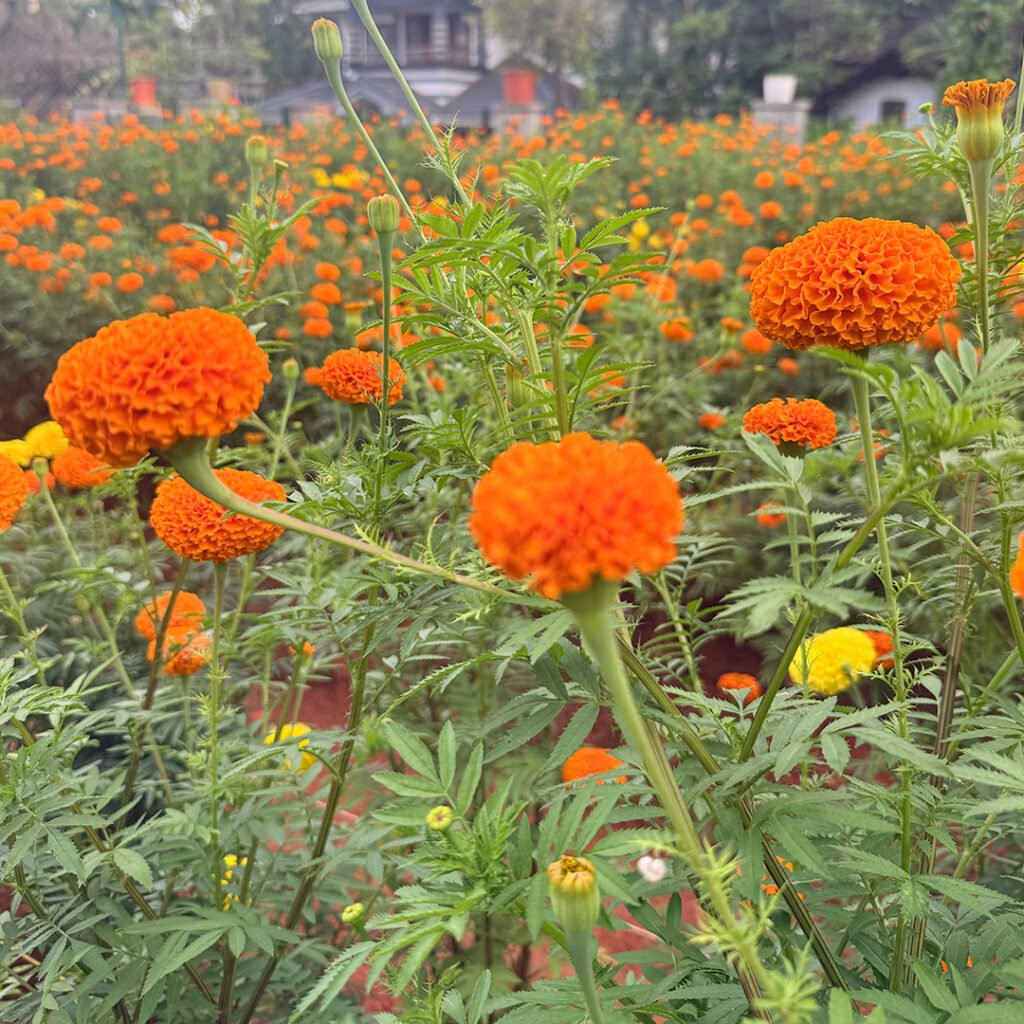 garden photo 2