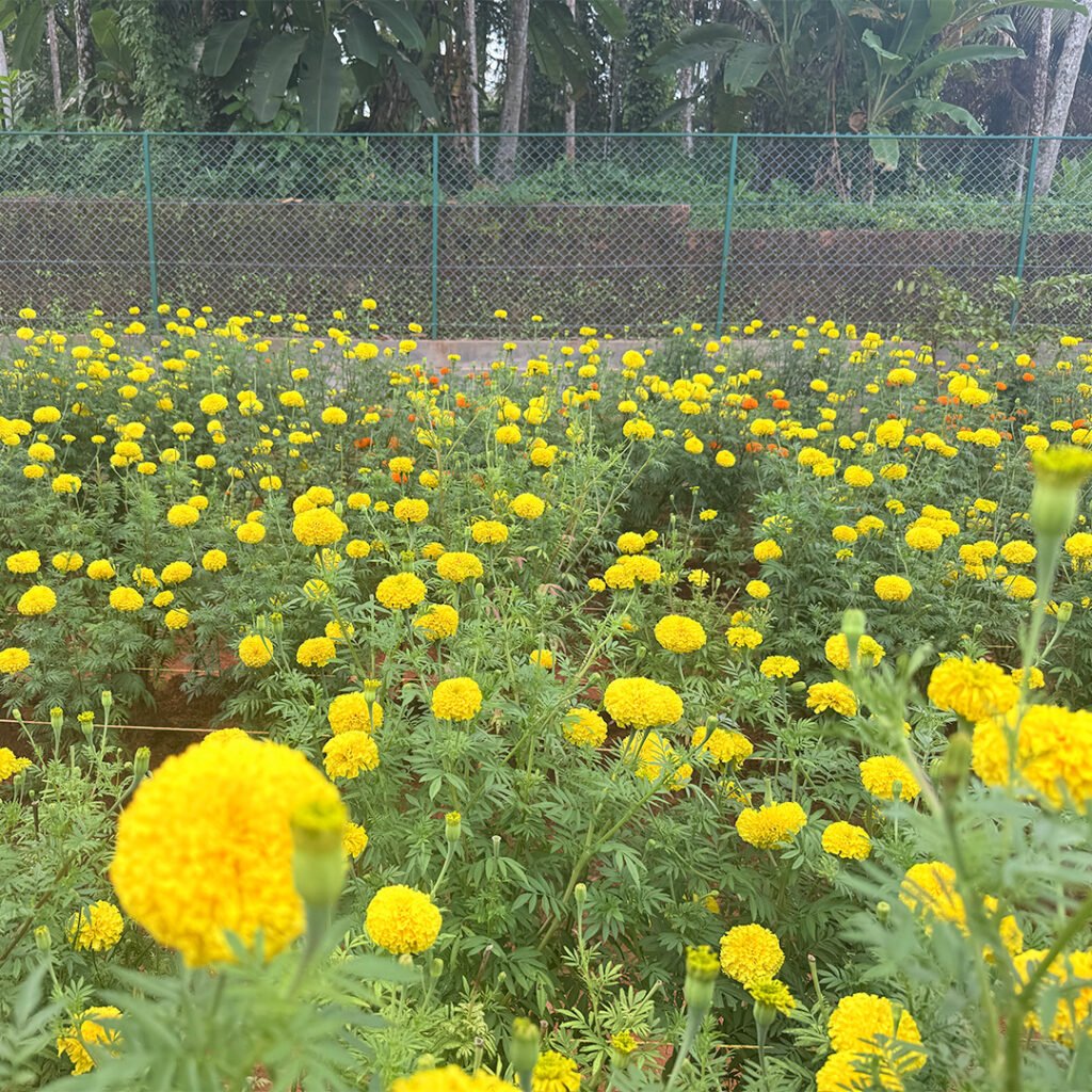 garden photo 4