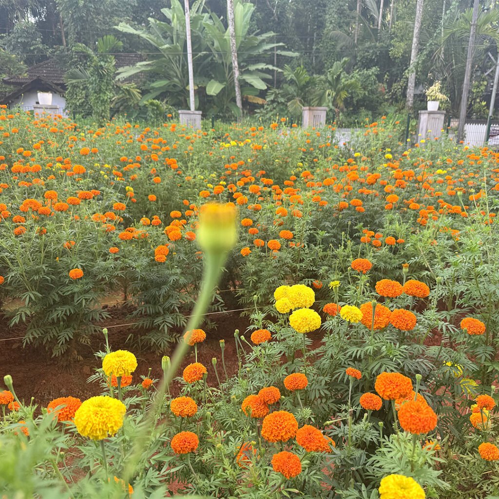 garden photo 5